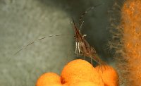 Northern Prawn.