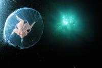 Moon Jellyfish by Peter Ladell.