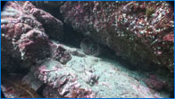 Lobster Video Footage - St Abb's Marine Reserve
