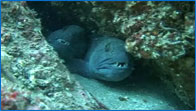 Wolf Fish Video Footage - St Abb's Marine Reserve