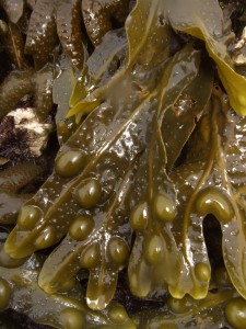 Bladder wrack (Fucus vesiculosis) © Georgia Conolly