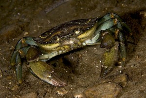 Green shore crab (Carcinus maenas) © Jason Gregory