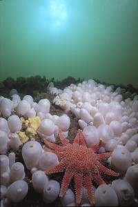 Common sunstar (Crossaster papposus) and plumose anemones (Metridium senile) © Jim Greenfield