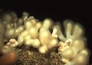 Dead man's fingers (Alcyonium digitatum) © Jim Greenfield
