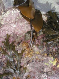 Kelp (Laminiaria digitata) showing holdfast © Jack Laws