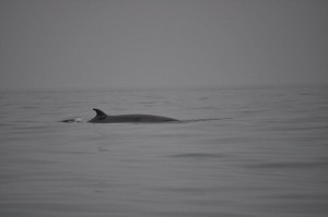 Minke whale (Balaenoptera acutorostrata) © Jack Laws
