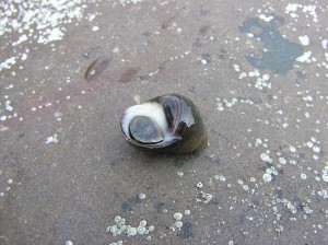 Common periwinkle (Littorina littorea) showing operculum © Georgia Conolly