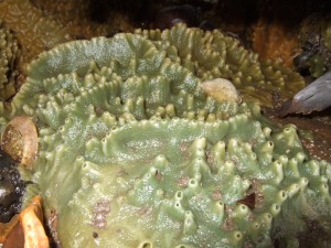 Breadcrumb sponge (Halichondria panicea) © Georgia Conolly