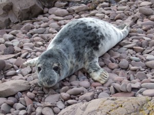 Grey seal (Halichoerus grypus) hauled out on the shore © Georgia Conolly