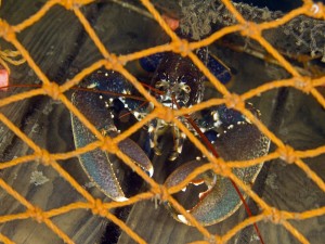 Creels should not be tampered with © Neil Lilly