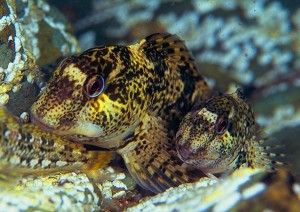 Shanny (Lipophrys pholis) © Jason Gregory