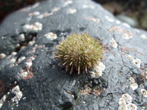 Shore urchin (Psammechinus miliaris) © Georgia Conolly