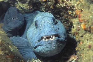 Wolf fish (Anarhichas lupus) © Jim Greenfield