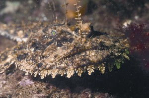Angler fish (Lophius piscatorius)