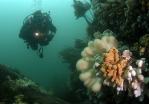 The rocky reefs of the VMR are protected by international legislation © Arthur Kingdon