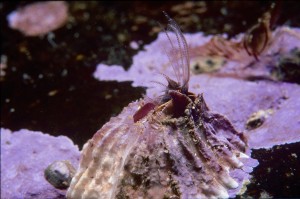 Barnacle feeding © Lawson Wood