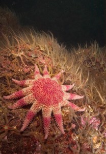 Common sunstar (Crossaster papposus) surrounded by dense brittlestar bed © Cathy Lewis