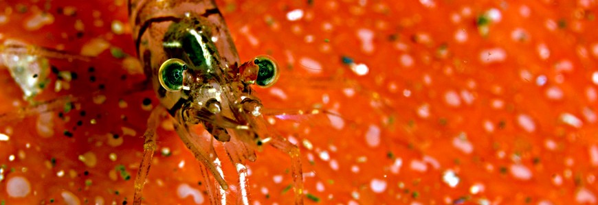 Humpback prawn Â© Cathy Lewis