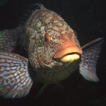 Ballan wrasse (Labrus bergylta) © Jim Greenfield