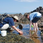 Seashore safari
