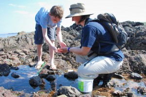 Seashore Safari © Andrea Cringean