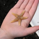 Common starfish (Asterias rubens)