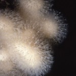 Dead man's fingers (Alcyonium digitatum) © Jim Greenfield