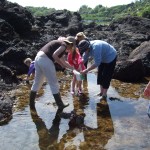 Seashore safari