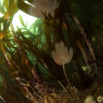 Kelp Forest © Mike Clark