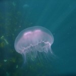 Moon jellyfish (Aurelia aurita) © Lorna Hall