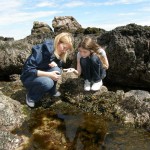 Seashore safari