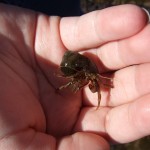 Hermit crab (Pagurus bernhadus)