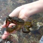 Green shore crab (Carcinus maenas)
