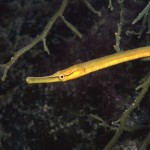 Snake pipefish (Entelurus aequoreus) © Jim Greenfield