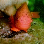 Lumpsucker (Cyclopterus lumpus) © Peter Bardsley