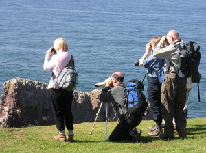 Visit St Abb's Head for bird and sea watching © Kevin Rideout