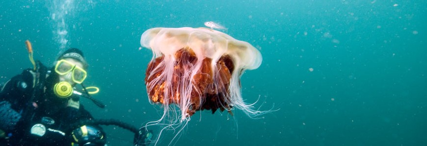 Diver and lion's mane jellyfish Â© Peter Ladell