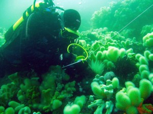 Any dive can be a Seasearch dive!