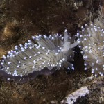 Crystal sea slug (Janolus cristatus)