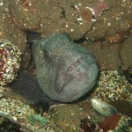 Wolf fish (Anarhichas lupus) © Georgia Conolly Wolf fish (Anarhichas lupus) © Georgia Conolly