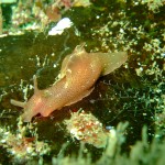 Sea hare (Aplysia punctata) © Georgia Conolly
