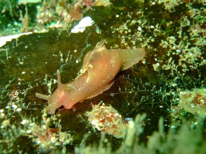 Sea hare (Aplysia punctata) © Georgia Conolly