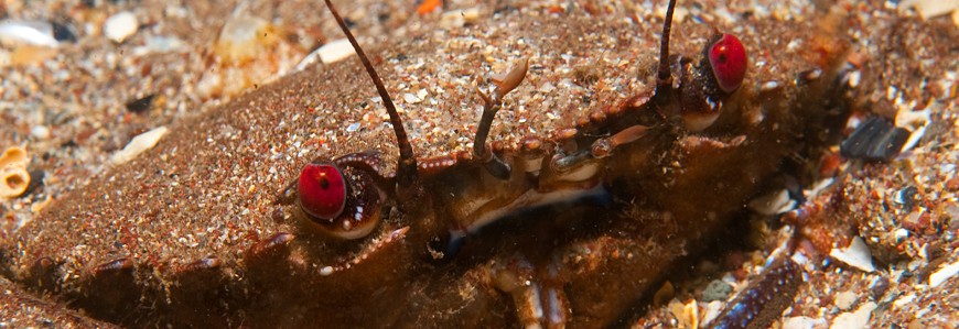 jason gregory MLP2 low res